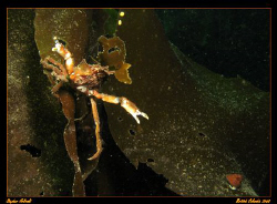 Attack! Decorator crab unhappy with my camera lens!  Cano... by Stephen Holinski 
